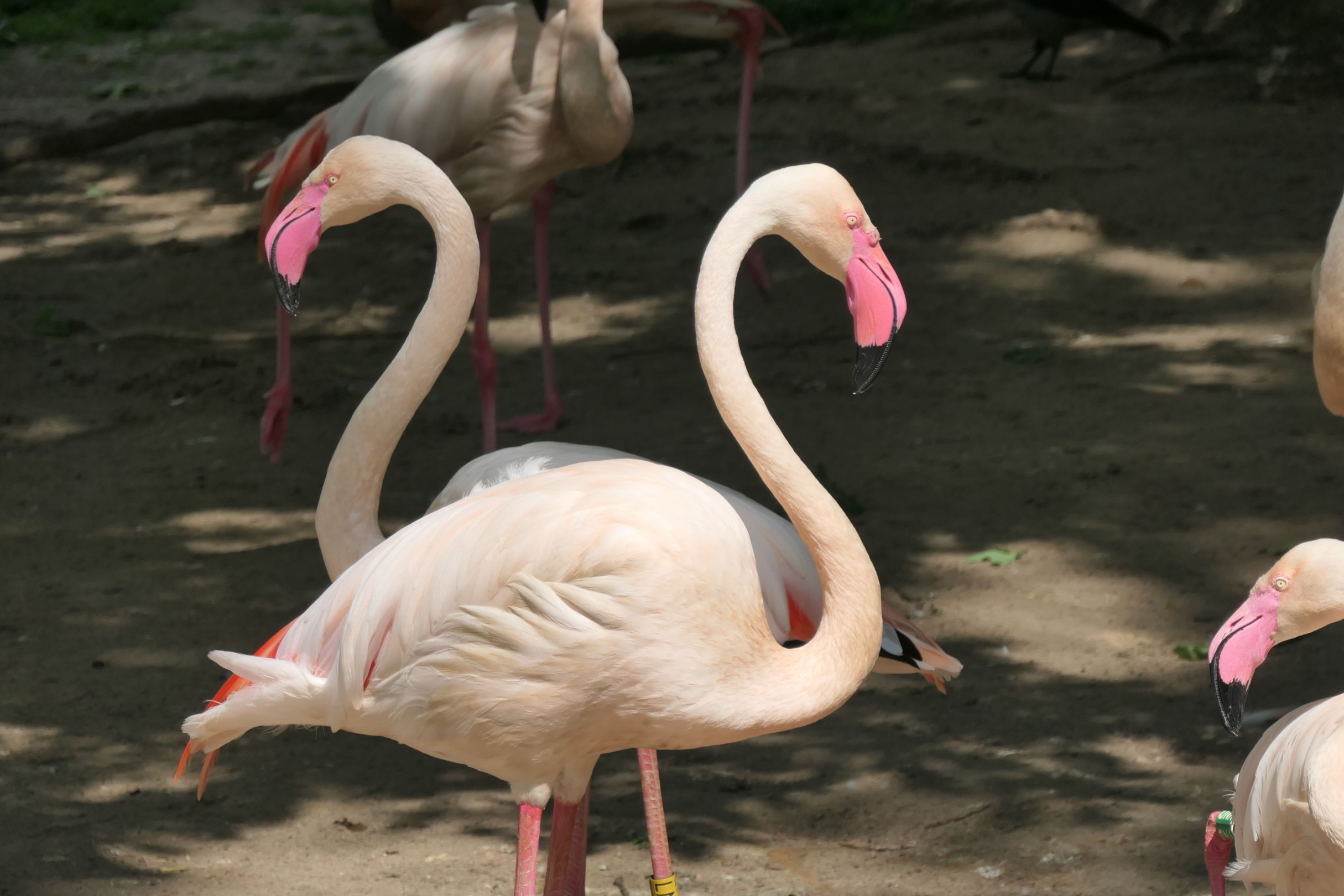 Tierpark Zoo  33